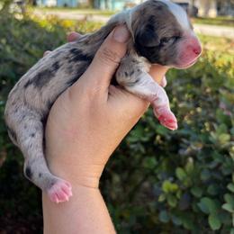 Blue Merle girl - larger white blaze - Blue merle female Aussiedoodle puppy in Spring Hill, Florida from Pawprint Dreams Boarding and Kennel