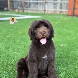 Sandcastle - Chocolate female Goldendoodle puppy in Dallas County, Texas from Dream A Little Doodle