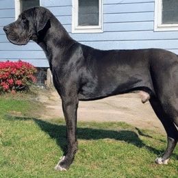 Atlas - Great Dane