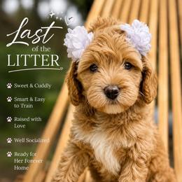 Kanga - Caramel female Australian Labradoodle puppy in Upland, California from Kings Labradoodles