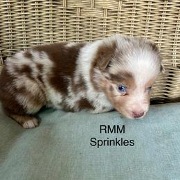 Boy 1 - Red merle male Miniature Australian Shepherd puppy in Roseville, California from Golden State Mini Aussies