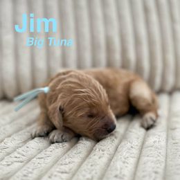 Goldendoodle Puppies from Double the Doodles