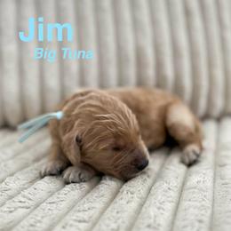 Goldendoodle Puppies from Double the Doodles