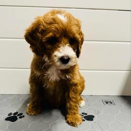 Black Collar - Red  female Goldendoodle puppy in Miami, Florida from GoldStar Doodles USA