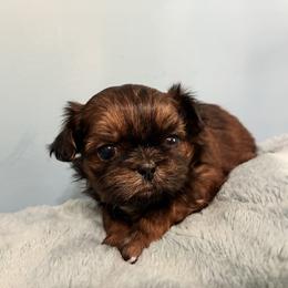 Dean - Tricolor male Shih Tzu puppy in Hawthorne, Florida from Simply Southern Shihtzus