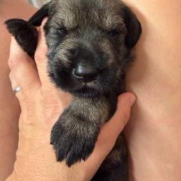 Boy 5 - Pepper and salt male Giant Schnauzer puppy in Mason, Ohio from Bourbon Country Schnauzers