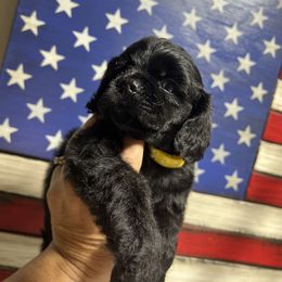 Cocker Spaniel Puppies from Joker Karr’s