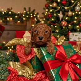 Girl 2 - Red  female Poodle puppy in Mc Henry, Illinois from Sunset Maple Poodles