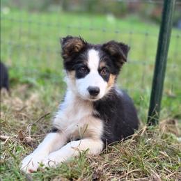 Girl 4 - Black tri-color female Australian Shepherd puppy in Keyser, West Virginia from Heartfelt Hollow Farm