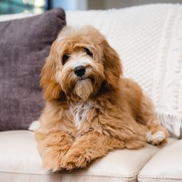 Maggie - Australian Labradoodle