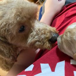 Cockapoo Puppies from Rosemary House