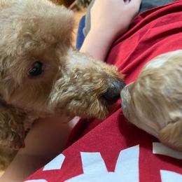 Cockapoo Puppies from Rosemary House