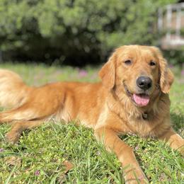 Golden Retriever All Grown Up from Magnolia Farm