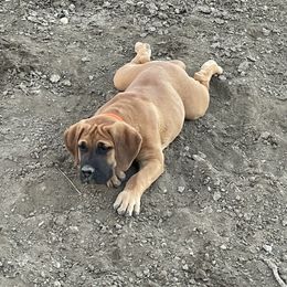 Boerboel, Shorkie, and Toy Australian Shepherd Puppies from SATA Kennels
