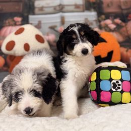 Porsche - Black tri-color female Aussiedoodle puppy in Dickerson, Maryland from Pawsome Aussie Doodles and Oodles