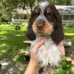Comet - Tri-Roan male English Springer Spaniel puppy in Williston, Florida from Bizzy Farms English Springer Spaniels