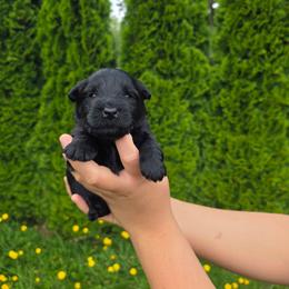 Oreo -Black boy - Black male Scottish Terrier puppy in Mount Vernon, Washington from Scottish Terrier Sandra T