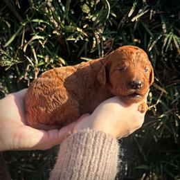 Purple Collar Girl - Red  male Poodle puppy in Modesto, California from Dry Creek Poodles