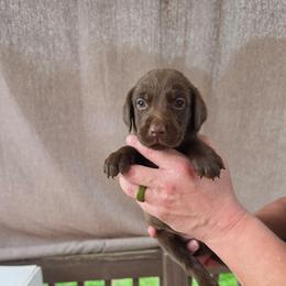 Male 6 - Chocolate male Labrador Retriever puppy in Hebron, Kentucky from Top Notches Labrador Retrievers