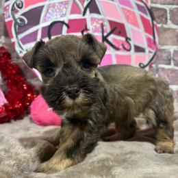 Beaux - Liver male Miniature Schnauzer puppy in Lufkin, Texas from C&K’s Schnauzer House