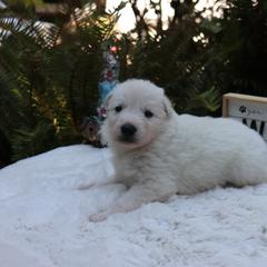Berger Blanc Suisse Puppies from Apex Winters Wind