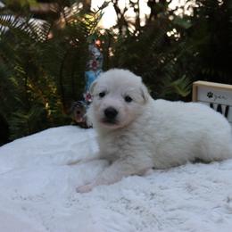 Berger Blanc Suisse Puppies from Apex Winters Wind