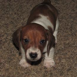 Dachshund puppies from Lori's Cavalier King Charles Spaniels & Dachshunds