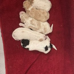 Bernedoodle Puppies from Riley’s Pups