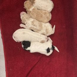 Bernedoodle Puppies from Riley’s Pups