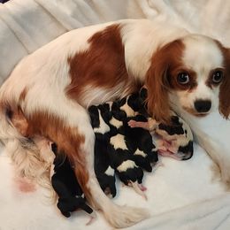 SISSEE - Cavalier King Charles Spaniel