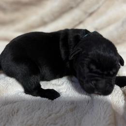 Lt Blue Collar - Black male Cane Corso puppy in Paris, Texas from Knucklehead Cane Corso