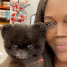 Pomeranians from Couture Pomeranians