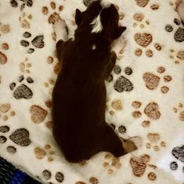 Alonzo - Red tri-color male Miniature American Shepherd puppy in Groesbeck, Texas from Epic Miniature American Shepherds
