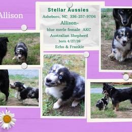 Allison - Blue merle female Australian Shepherd puppy in Asheboro, North Carolina from Stellar Aussies