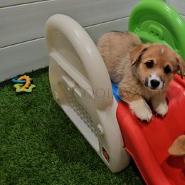 Raven - Red female Pembroke Welsh Corgi puppy in Kiowa, Colorado from Cool Water Corgis LLC