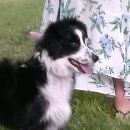 Boots - Miniature Australian Shepherd