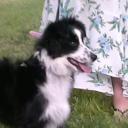 Boots - Miniature Australian Shepherd