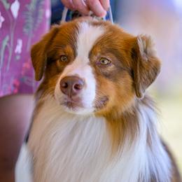 Viktor - Australian Shepherd