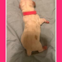 Pink collar female - Red and white female Basset Hound puppy in Columbia, South Carolina from Pawmetto Hounds