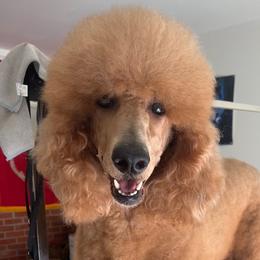 Millie - Poodle