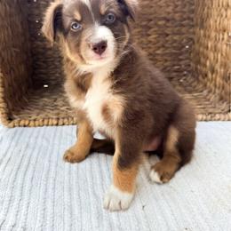 Tiki - Red tri-color female Australian Shepherd puppy in Unionville, Iowa from Soap Creek Kennels