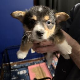 Girl 4 - Black and tan American Corgi puppy in Thomaston, Alabama from Waylon’s House of Corgis