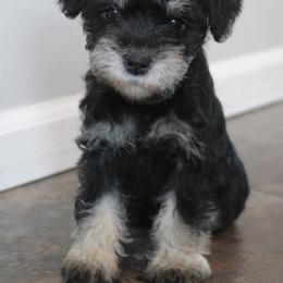 Macy - Black and silver female Miniature Schnauzer puppy in Richardton, North Dakota from Crooked Tree Ranch