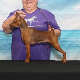 Bling - Miniature Pinscher