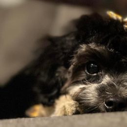 Maltipoos, Poodles, and Yorkipoos from Mandy's Poodle's