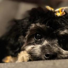 Maltipoos, Poodles, and Yorkipoos from Mandy's Poodle's