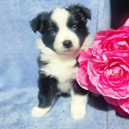 Thelma - Black & white female Miniature Australian Shepherd puppy in Sandown, New Hampshire from Ashby Lou Aussies