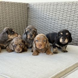Dachshund Puppies from Gem State Mini Dachshunds