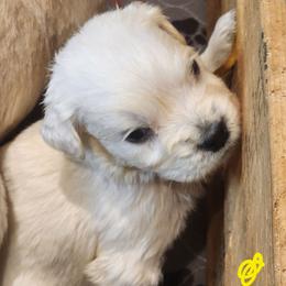 Yellow - Golden female Golden Retriever puppy in Lucasville, Ohio from Halo Kennels