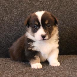 French - Black and tan female Pembroke Welsh Corgi puppy in Arcanum, Ohio from Weissway Corgis